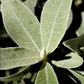 Leleshwa Meditative Essence